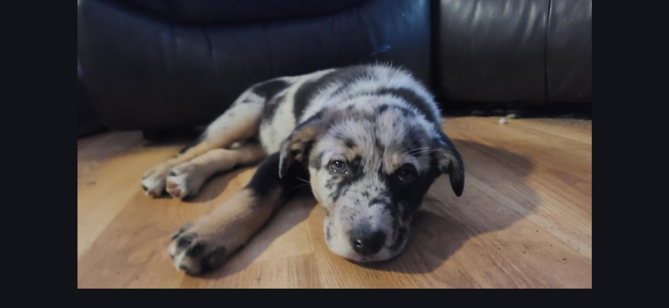 Enlarge Piper, an adopted mixed breed in Aurora, IL image 3/3