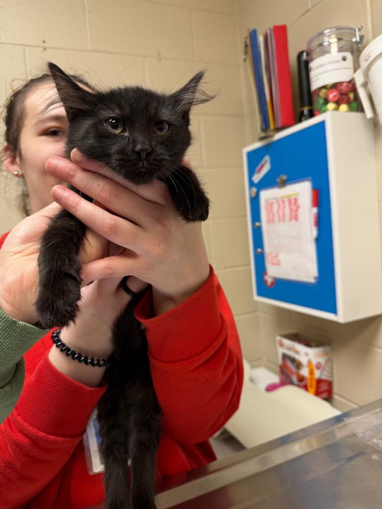 FLINT, Adoptable, Kitten Male Domestic Short Hair.