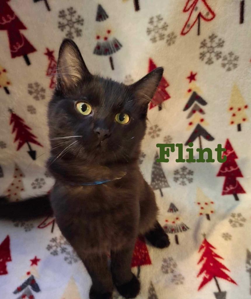 FLINT, a Adoptable mixed breed in Wintersville, OH image 2/2