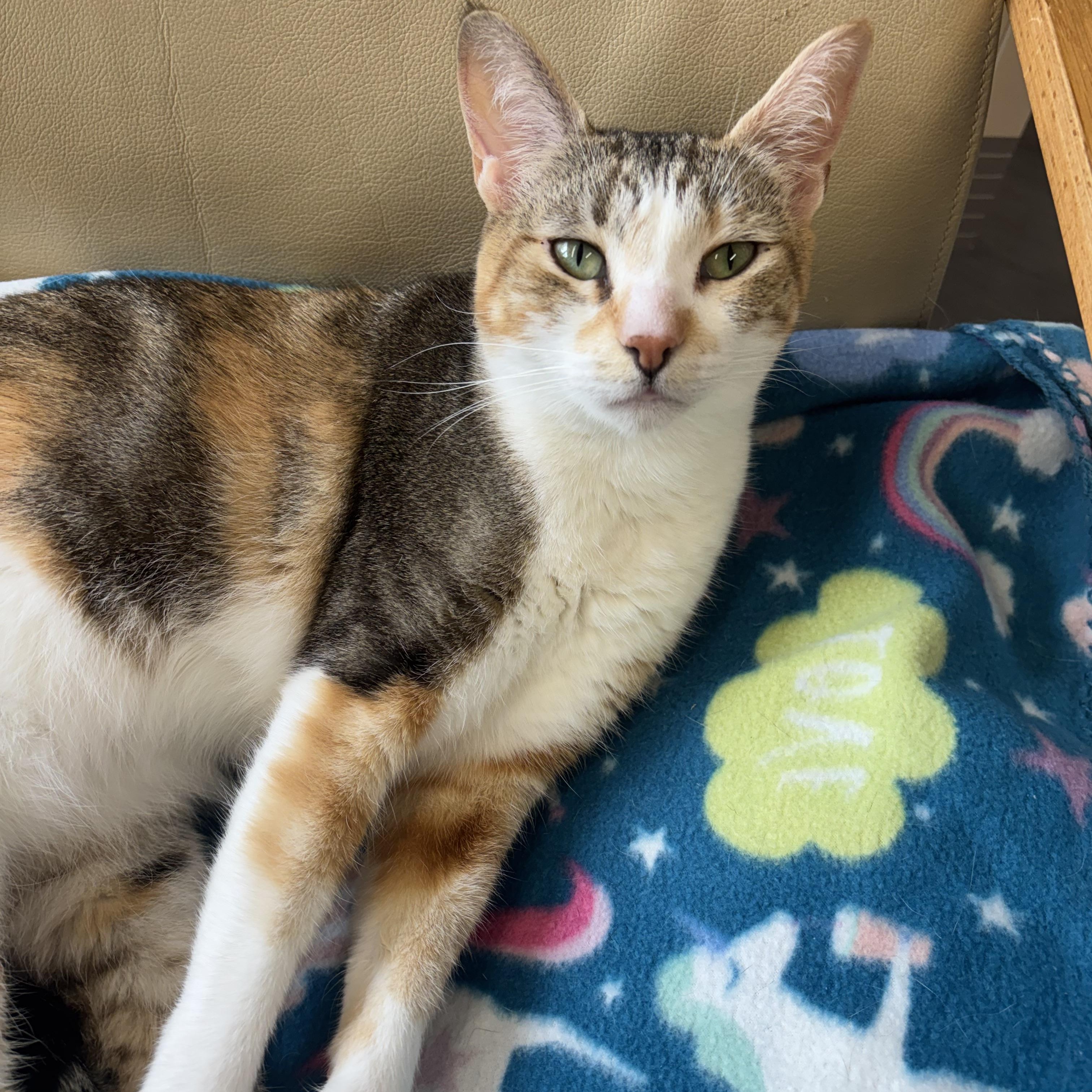 Enlarge Makenzie, a ADOPTABLE Domestic Short Hair in Renton , WA image 4/6