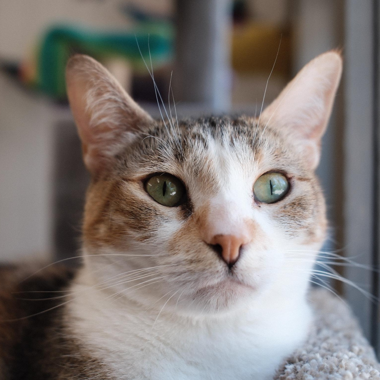 Enlarge Makenzie, a ADOPTABLE Domestic Short Hair in Renton , WA image 3/6
