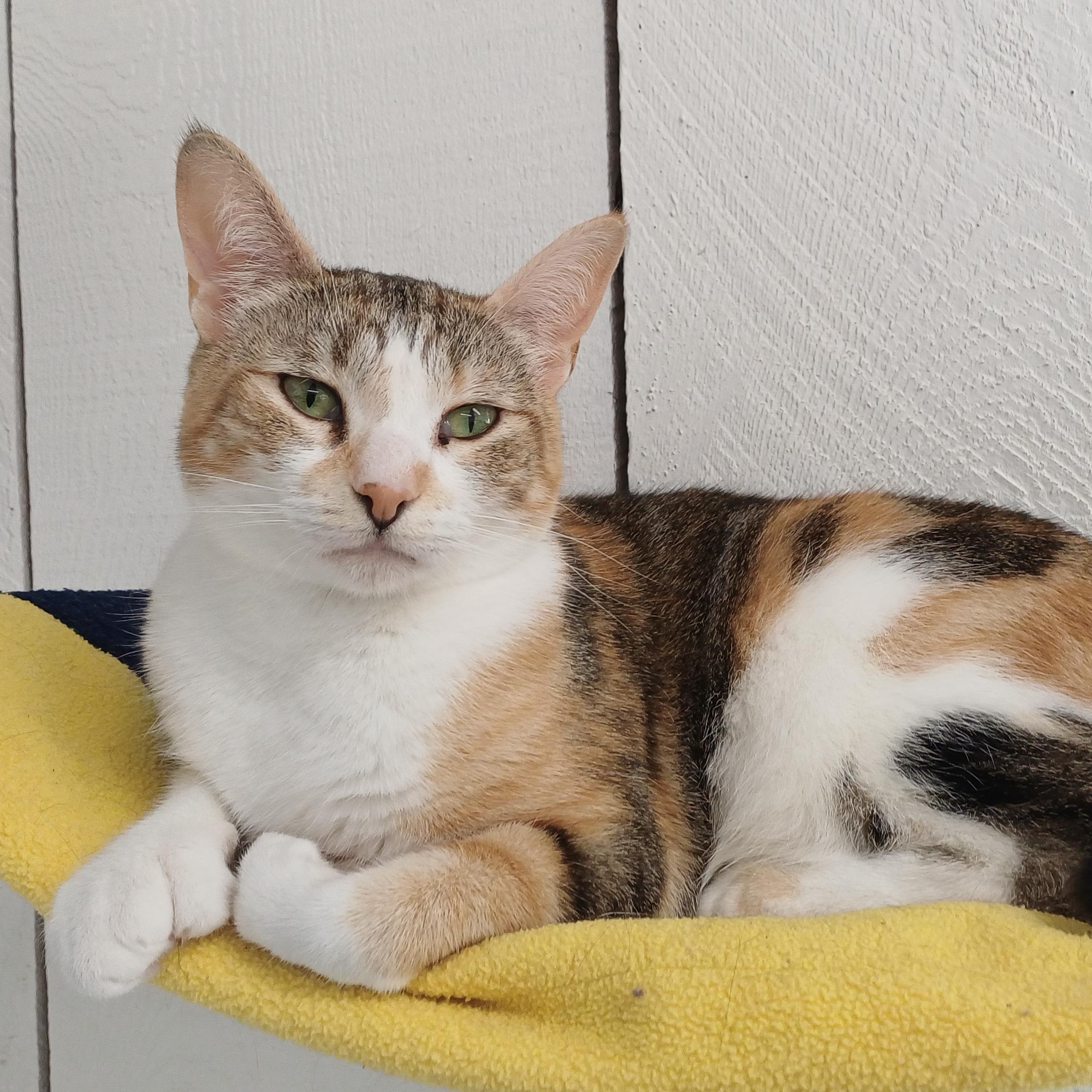 Makenzie, ADOPTABLE, Adult Female Domestic Short Hair.
