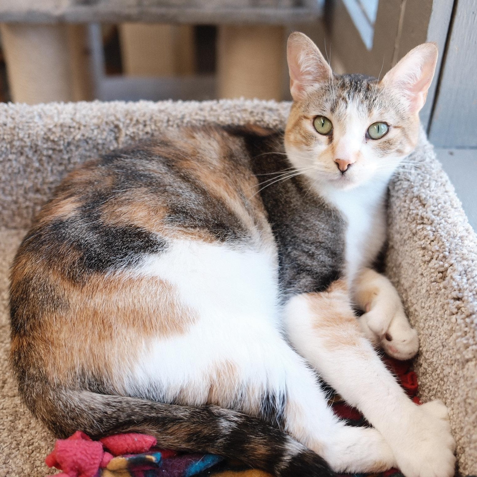 Enlarge Makenzie, a ADOPTABLE Domestic Short Hair in Renton , WA image 2/6