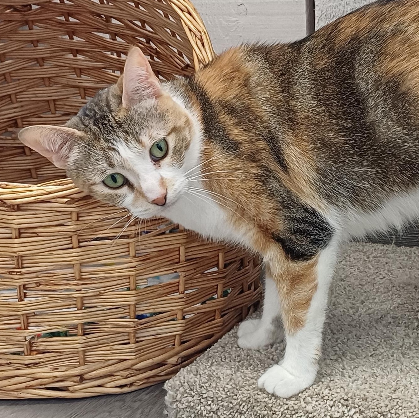 Enlarge Makenzie, a ADOPTABLE Domestic Short Hair in Renton , WA image 5/6