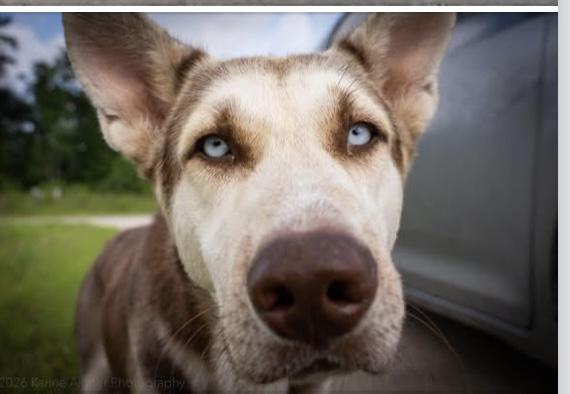 Enlarge Sully, a Adoption Pending mixed breed in York, PA image 3/3