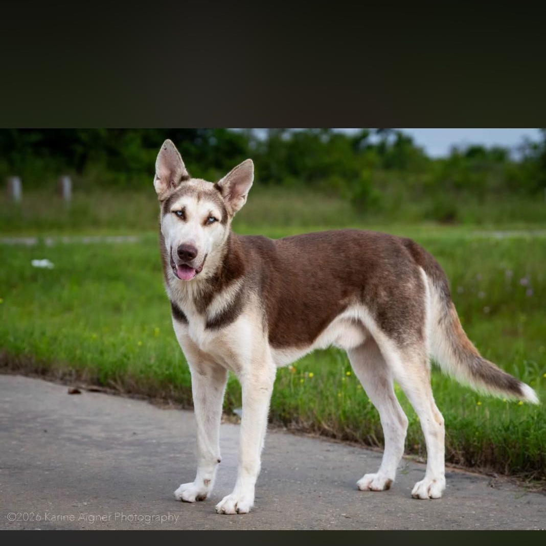 Enlarge Sully, a Adoption Pending mixed breed in York, PA image 1/3