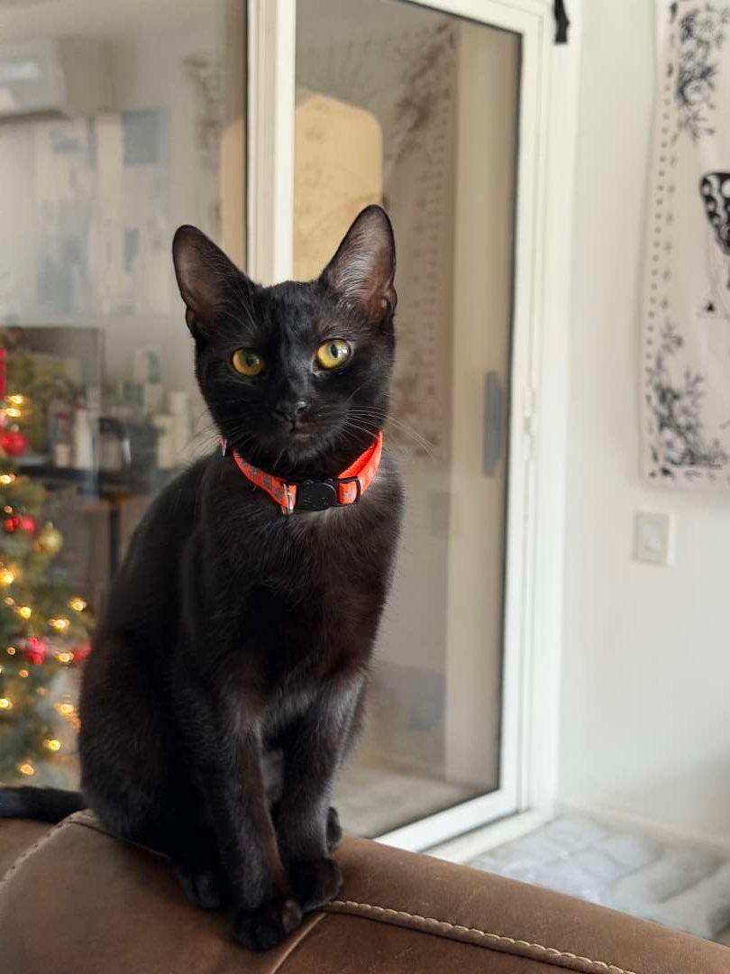 Ladybug, a ADOPTABLE Domestic Short Hair in Bridgeville, PA image 1/2