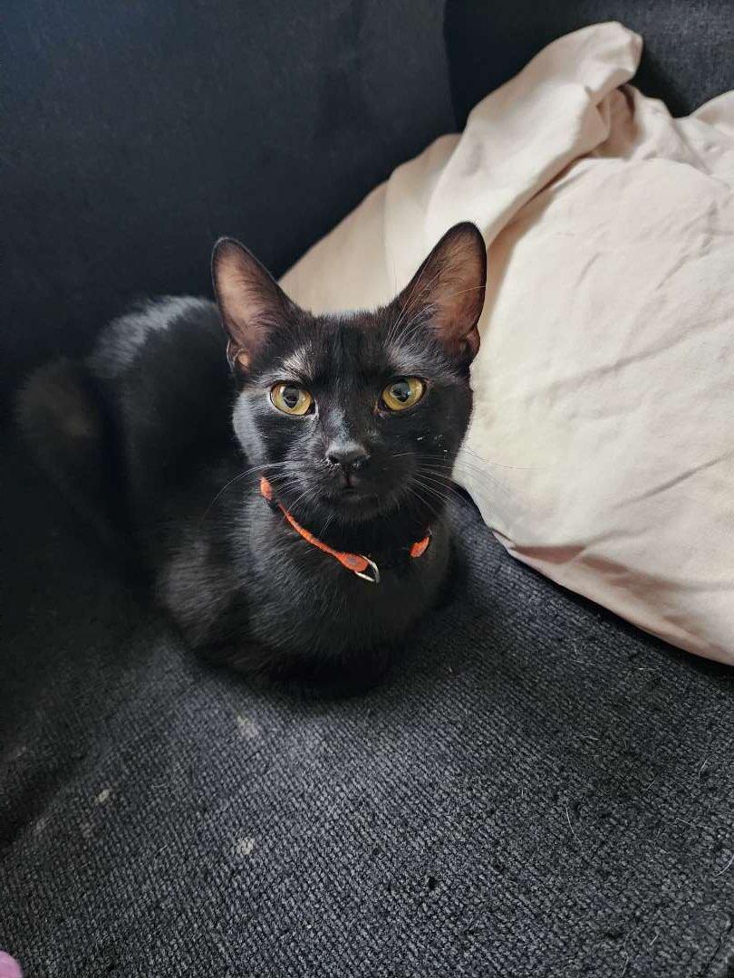 Ladybug, a ADOPTABLE Domestic Short Hair in Bridgeville, PA image 2/2