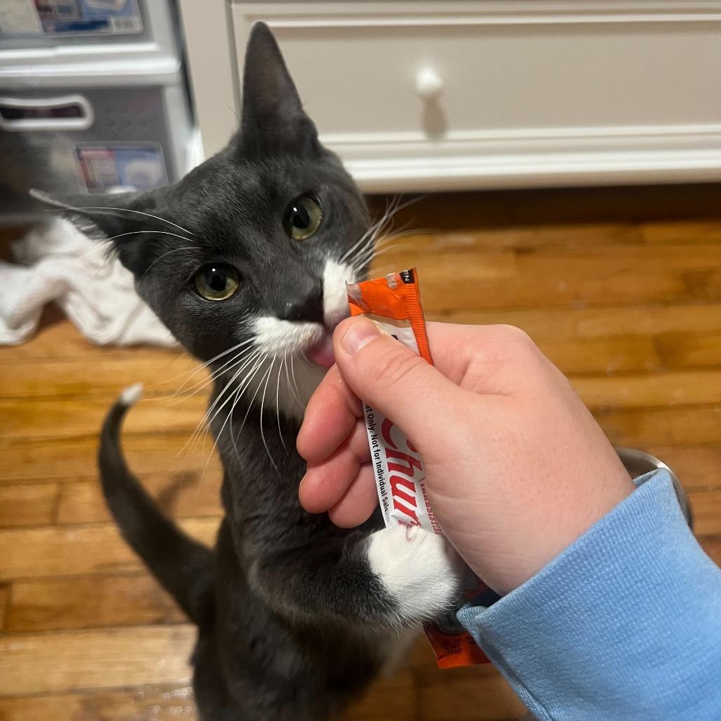 Jalapeno, Adoptable, Kitten Male Domestic Short Hair.