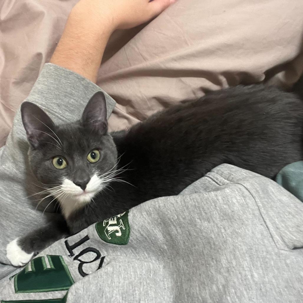 Jalapeno, a Adoptable Domestic Short Hair in Belleville, IL image 2/6