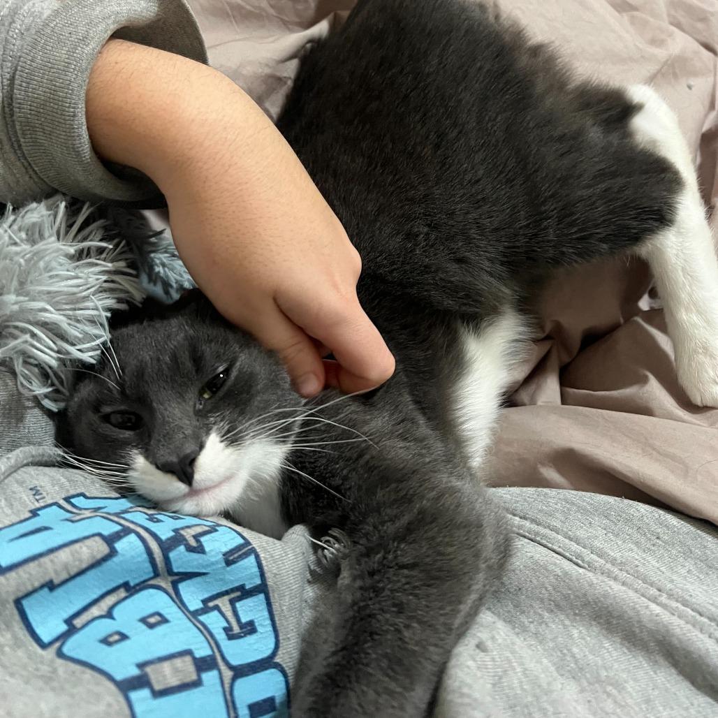 Jalapeno, a Adoptable Domestic Short Hair in Belleville, IL image 3/6