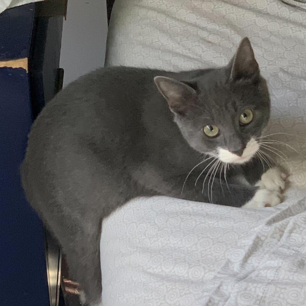 Jalapeno, a Adoptable Domestic Short Hair in Belleville, IL image 4/6