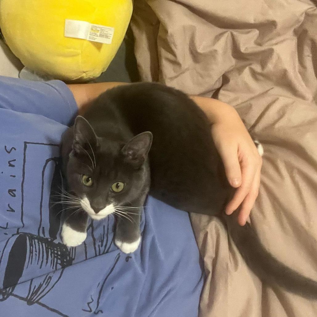 Jalapeno, a Adoptable Domestic Short Hair in Belleville, IL image 5/6