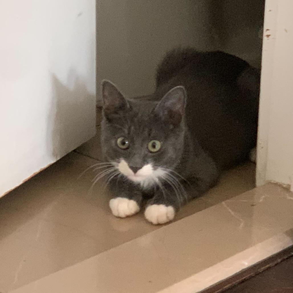 Jalapeno, a Adoptable Domestic Short Hair in Belleville, IL image 6/6