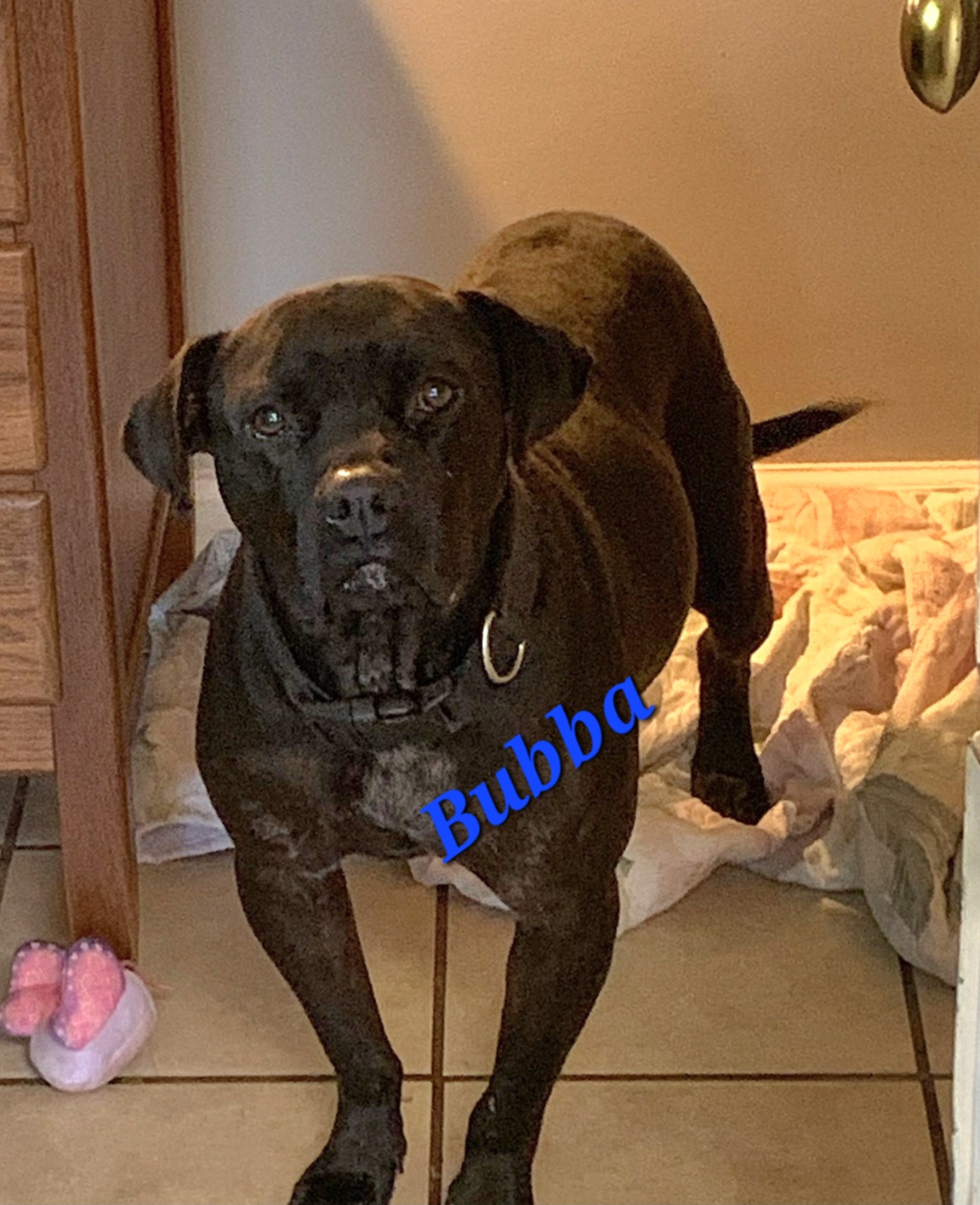 Dog for adoption Bubba (Courtesy Listing for Edgefield Veterinary