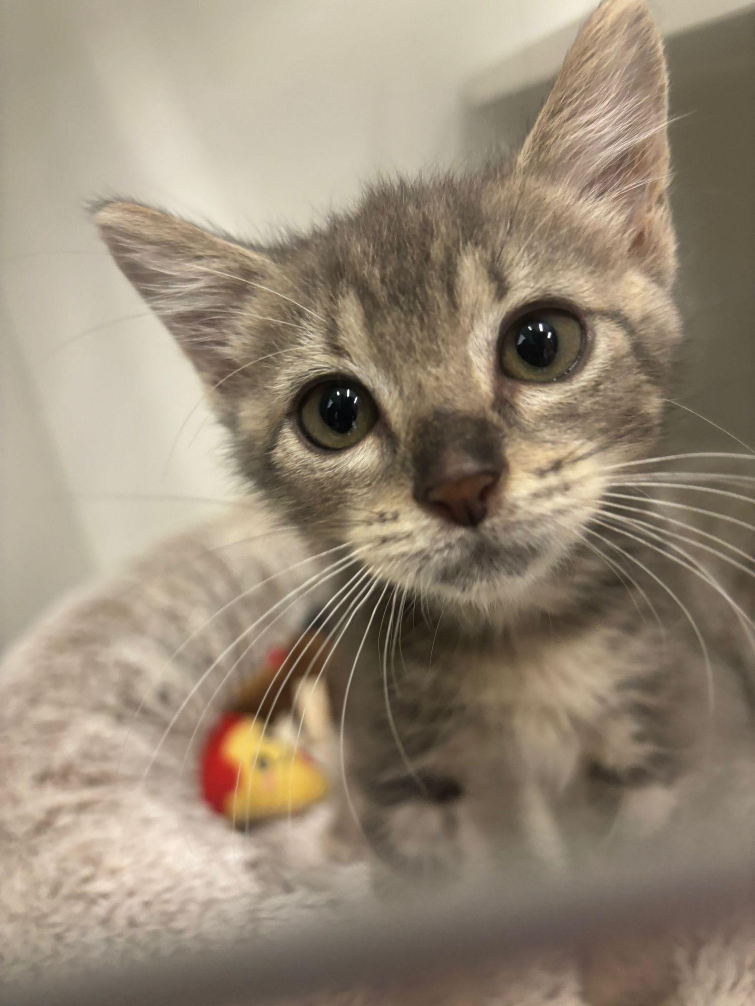 Meet Chaduw This adorable little tabby boy was recently rescued with his sisters and are all lookin