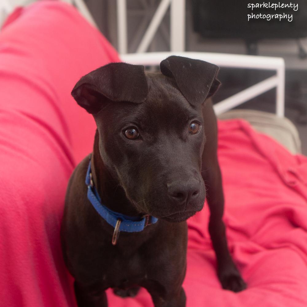 Enlarge Champion, a Adoptable mixed breed in Ridgefield, CT image 3/4