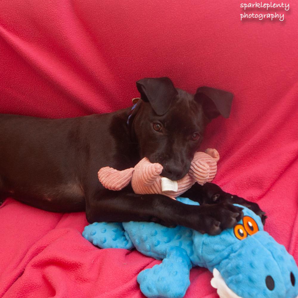 Enlarge Champion, a Adoptable mixed breed in Ridgefield, CT image 4/4