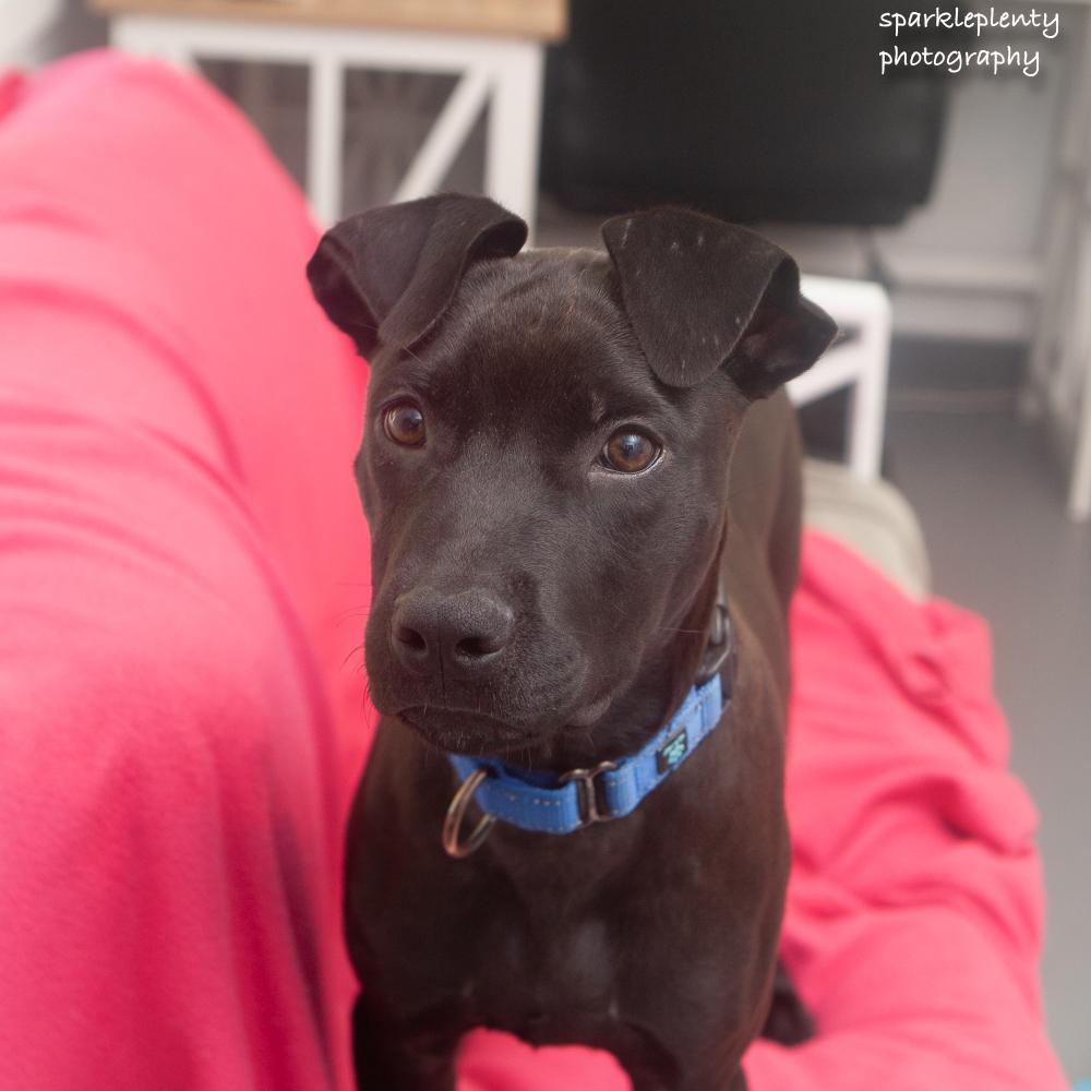 Enlarge Champion, a Adoptable mixed breed in Ridgefield, CT image 2/4