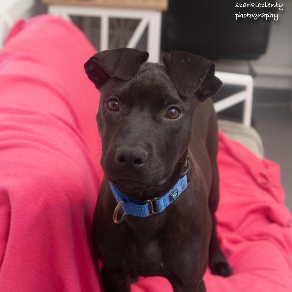 Enlarge Champion, a Adoptable mixed breed in Ridgefield, CT image 1/4