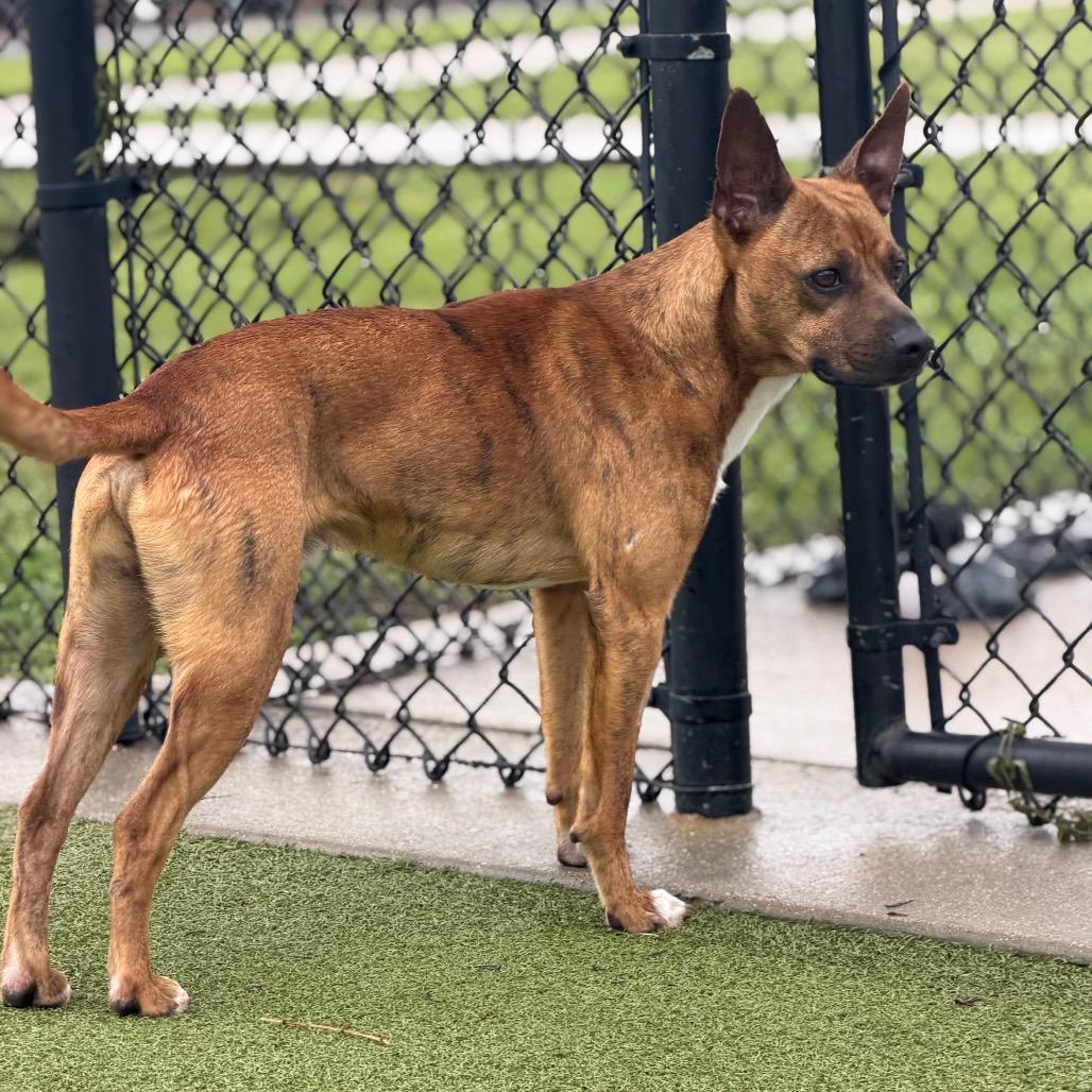 Vesper, Adoptable, Adult Male Hound.