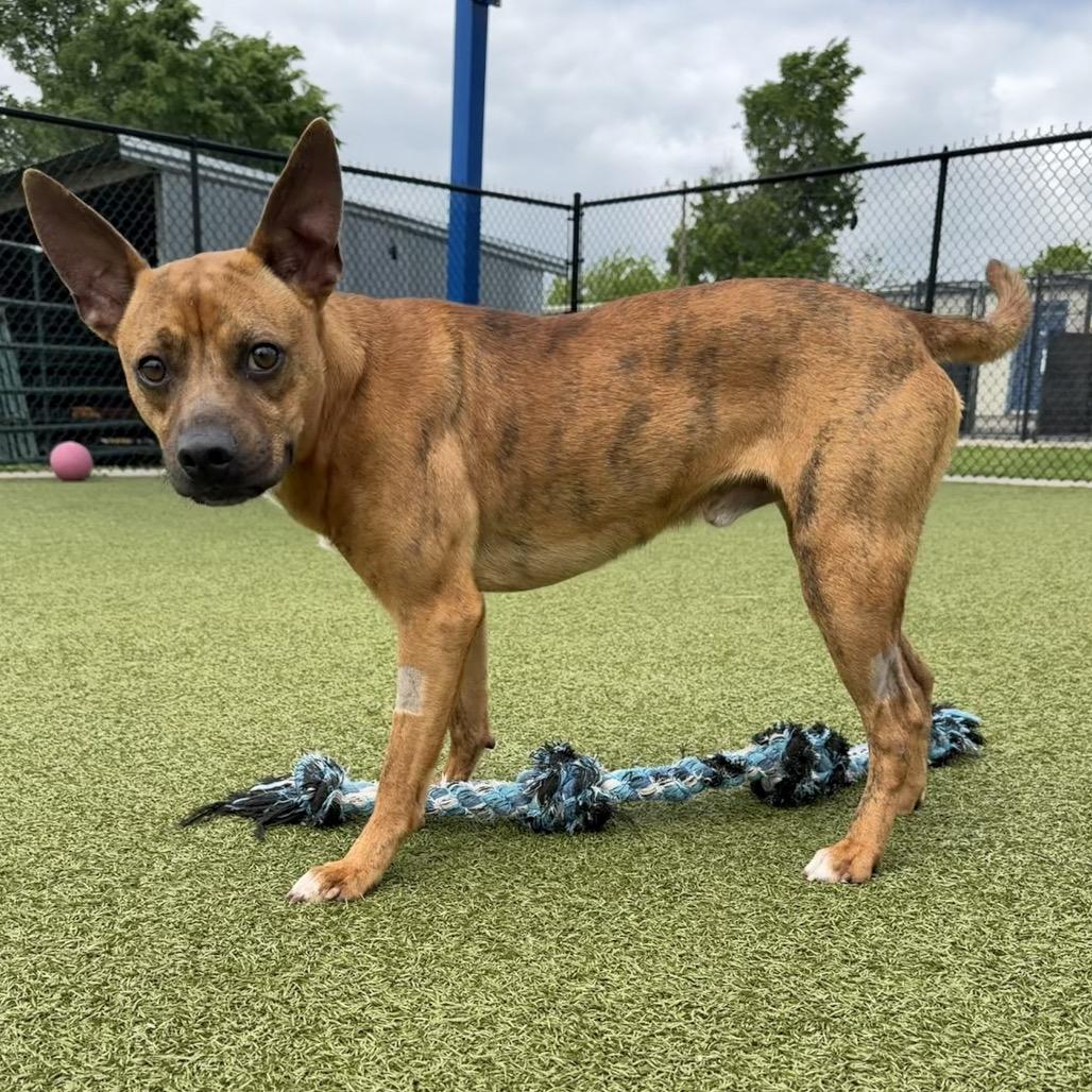 Enlarge Vesper, a Adoptable mixed breed in Bryan, TX image 2/6