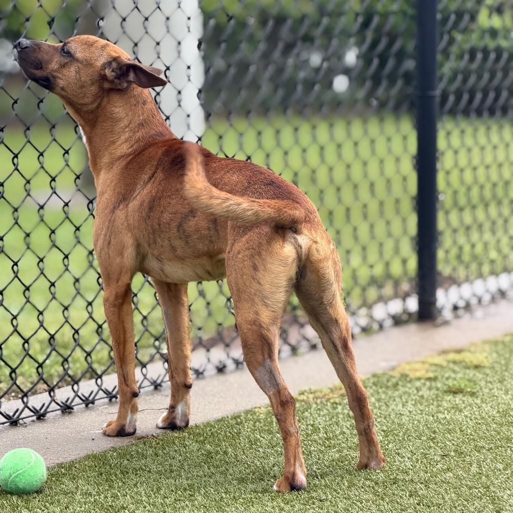 Enlarge Vesper, a Adoptable mixed breed in Bryan, TX image 3/6