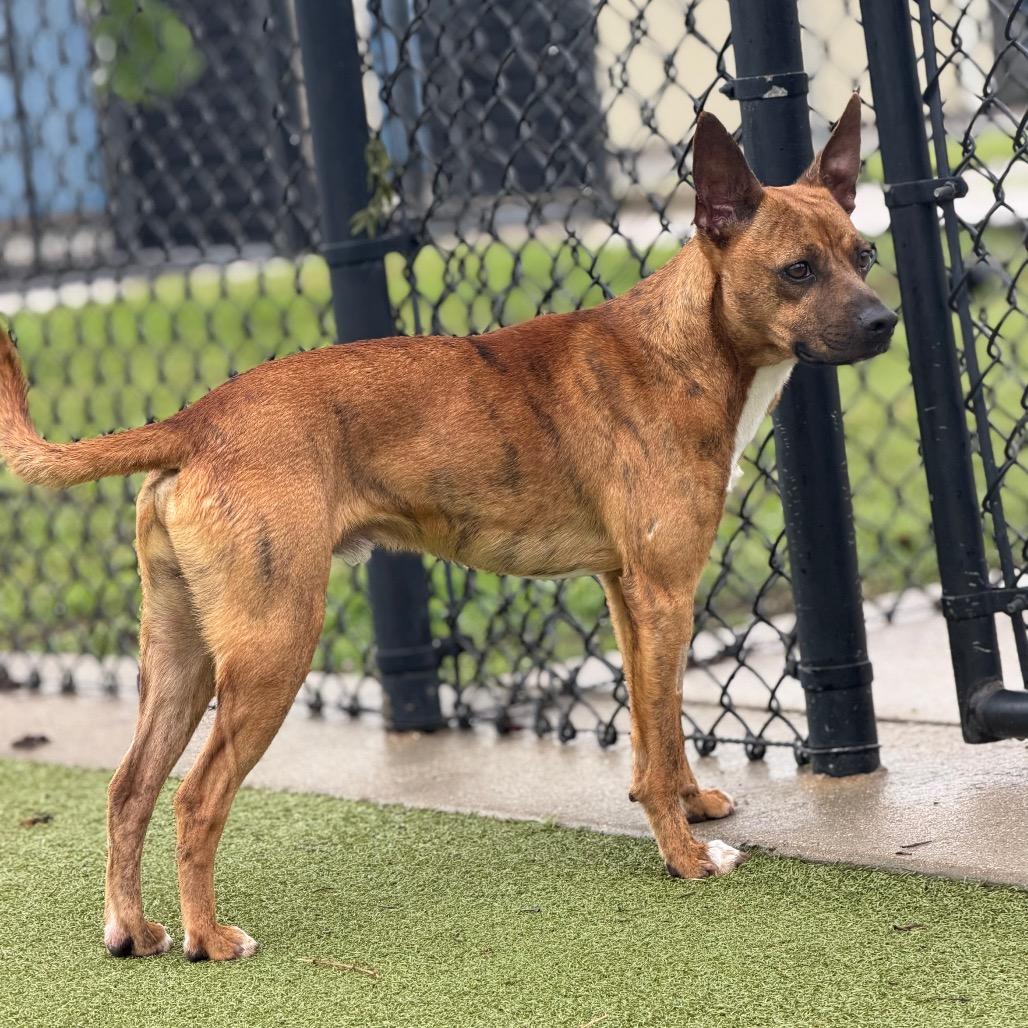 Enlarge Vesper, a Adoptable mixed breed in Bryan, TX image 4/6