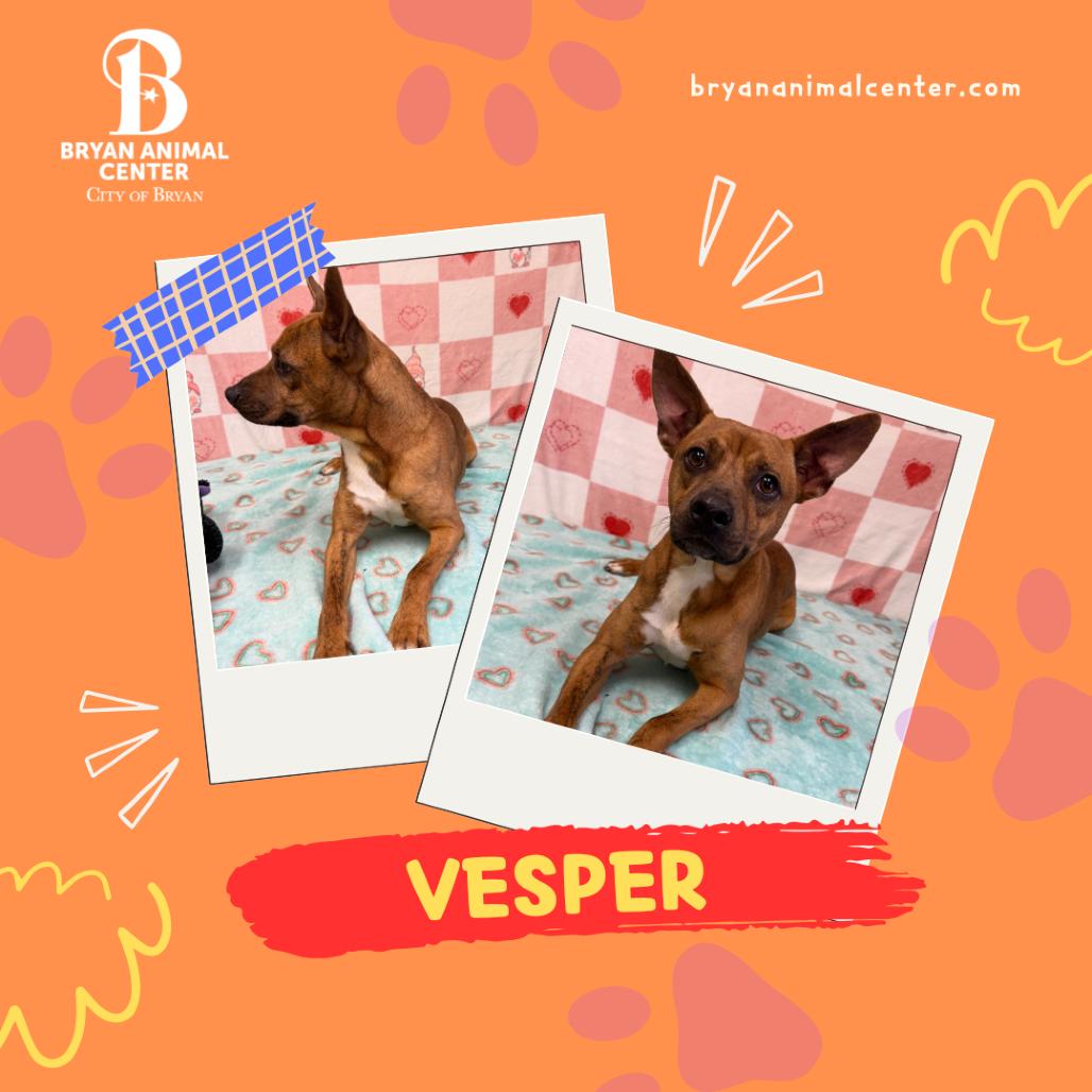 Vesper, Adoptable, Young Male Hound.