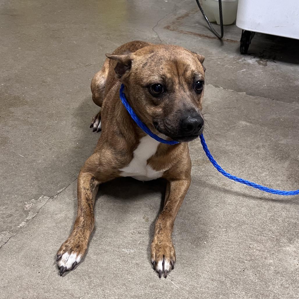 Vesper, Adoptable, Young Male Hound.