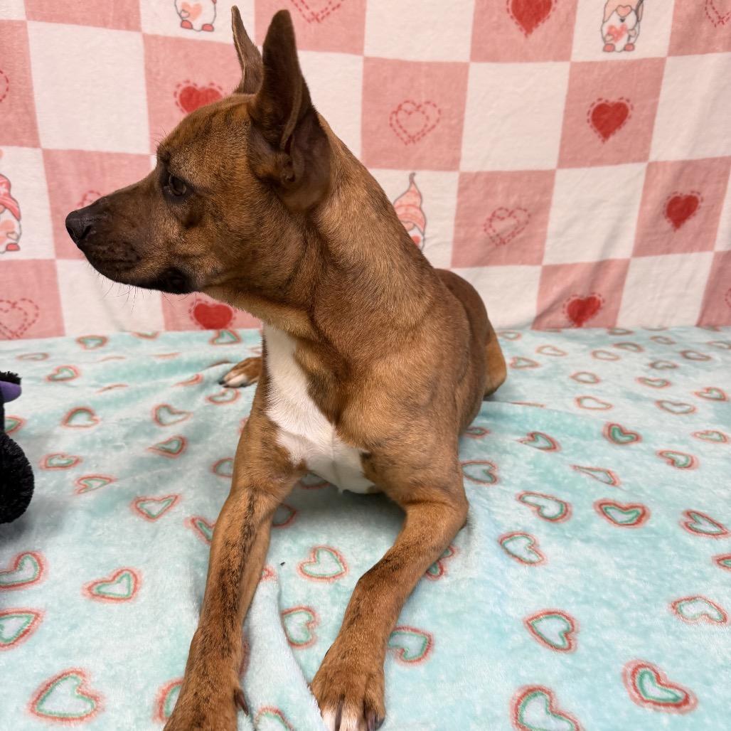 Enlarge Vesper, a Adoptable mixed breed in Bryan, TX image 2/3