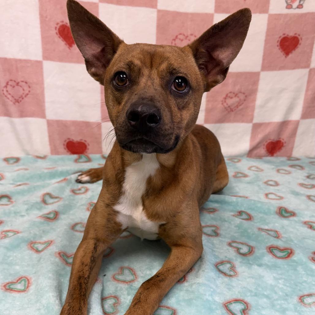 Enlarge Vesper, a Adoptable mixed breed in Bryan, TX image 3/3