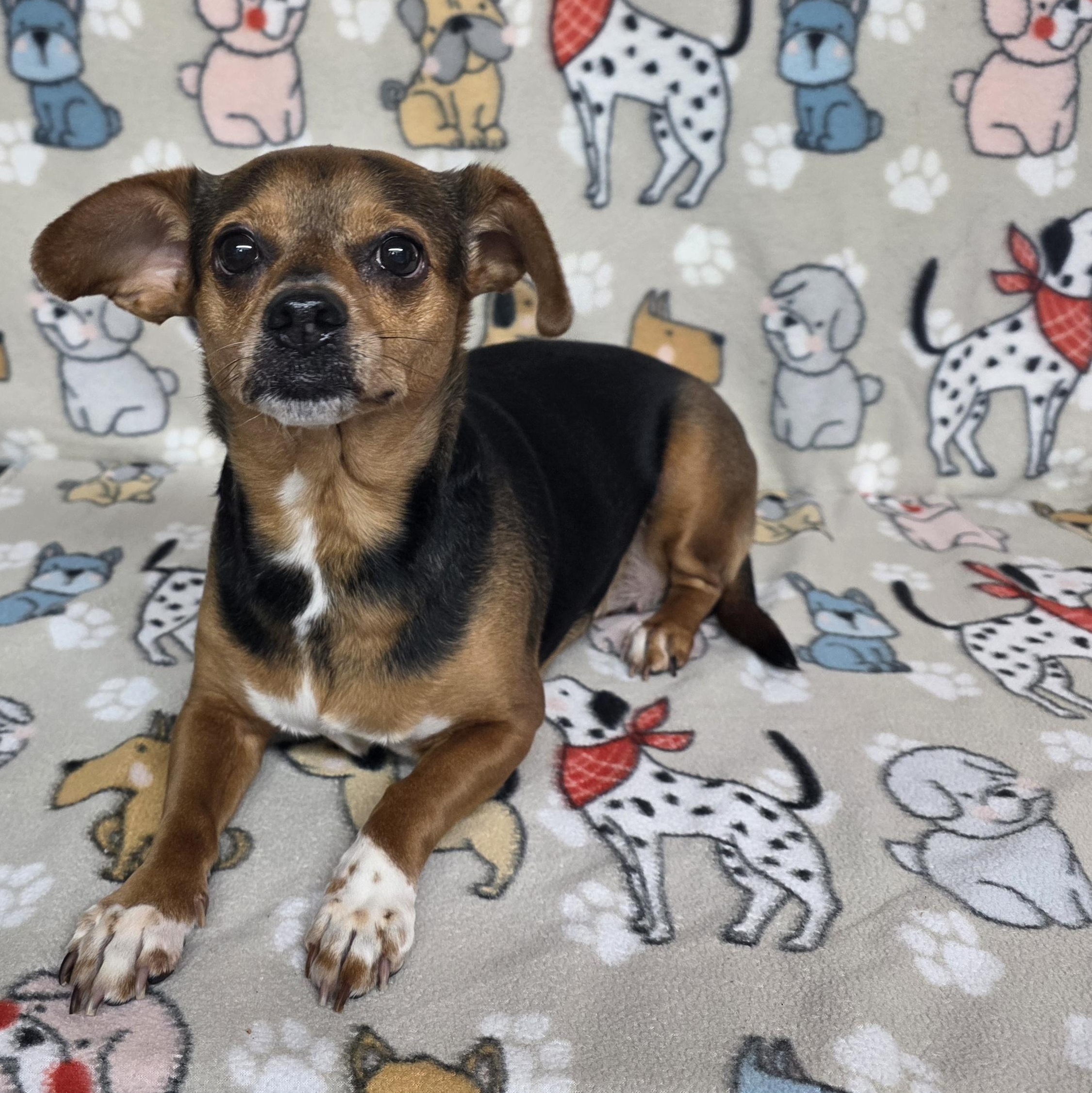 Enlarge Star, a ADOPTABLE mixed breed in Dallas, GA image 5/6