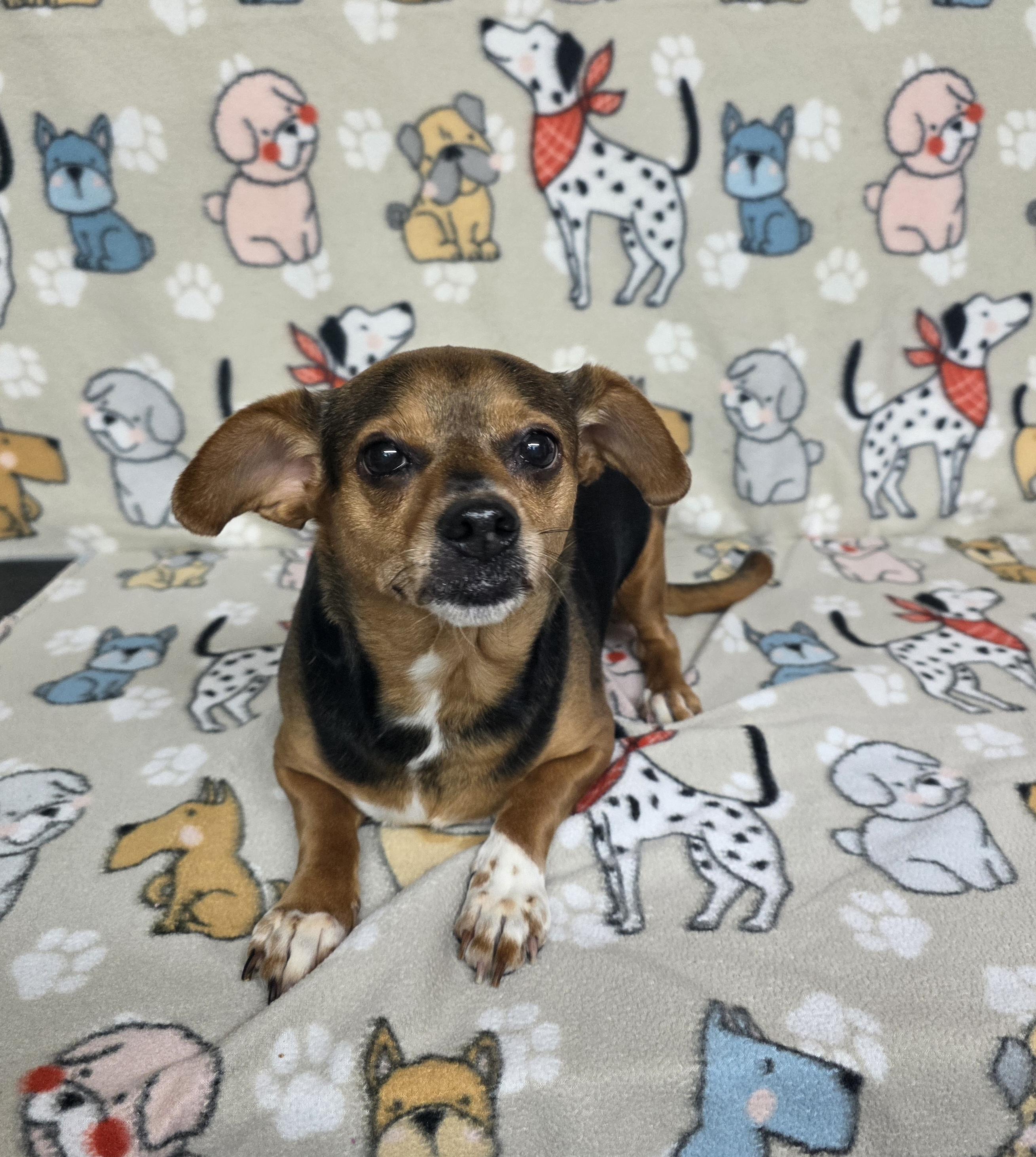 Star, ADOPTABLE, Adult Female Chihuahua & Beagle.