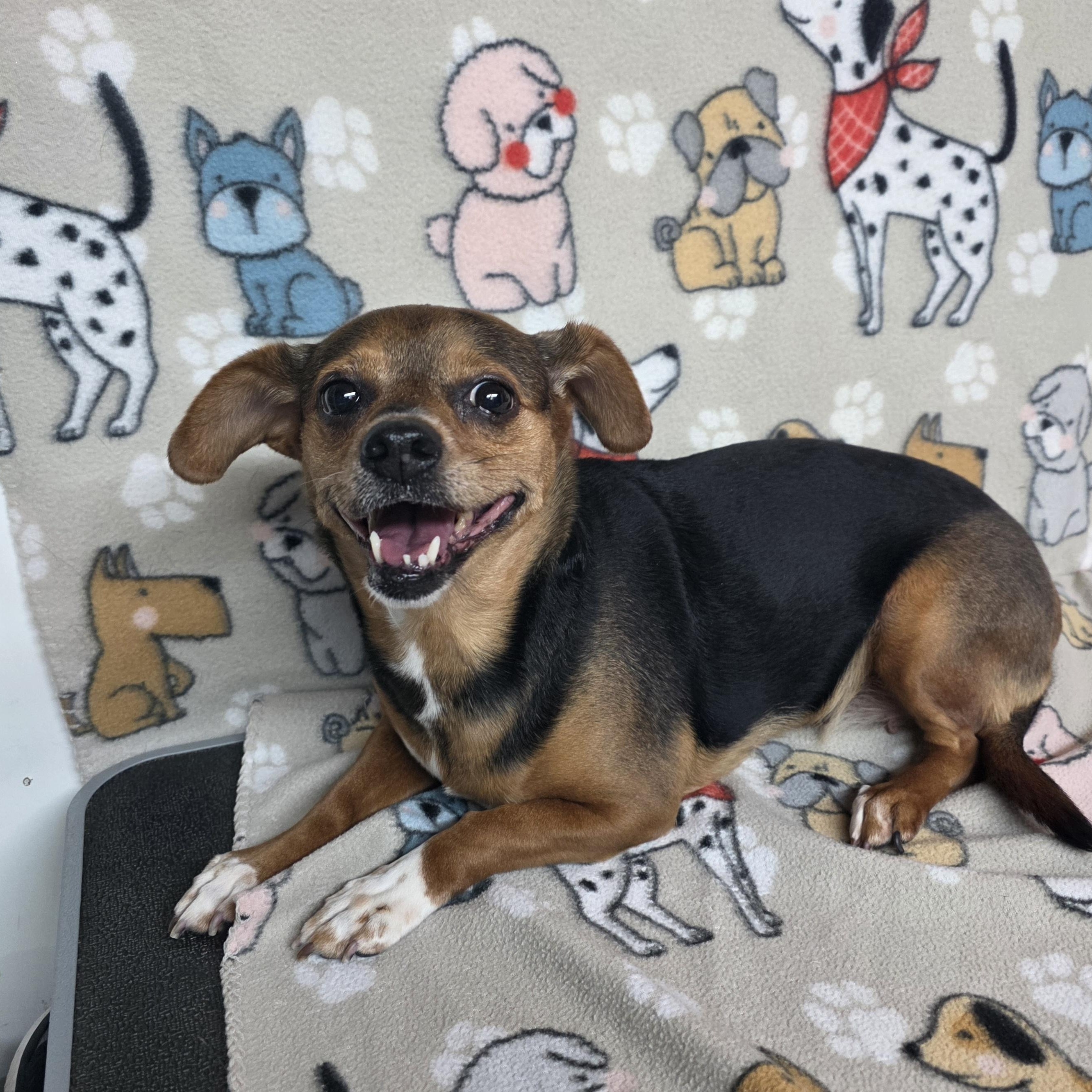 Enlarge Star, a ADOPTABLE mixed breed in Dallas, GA image 4/6