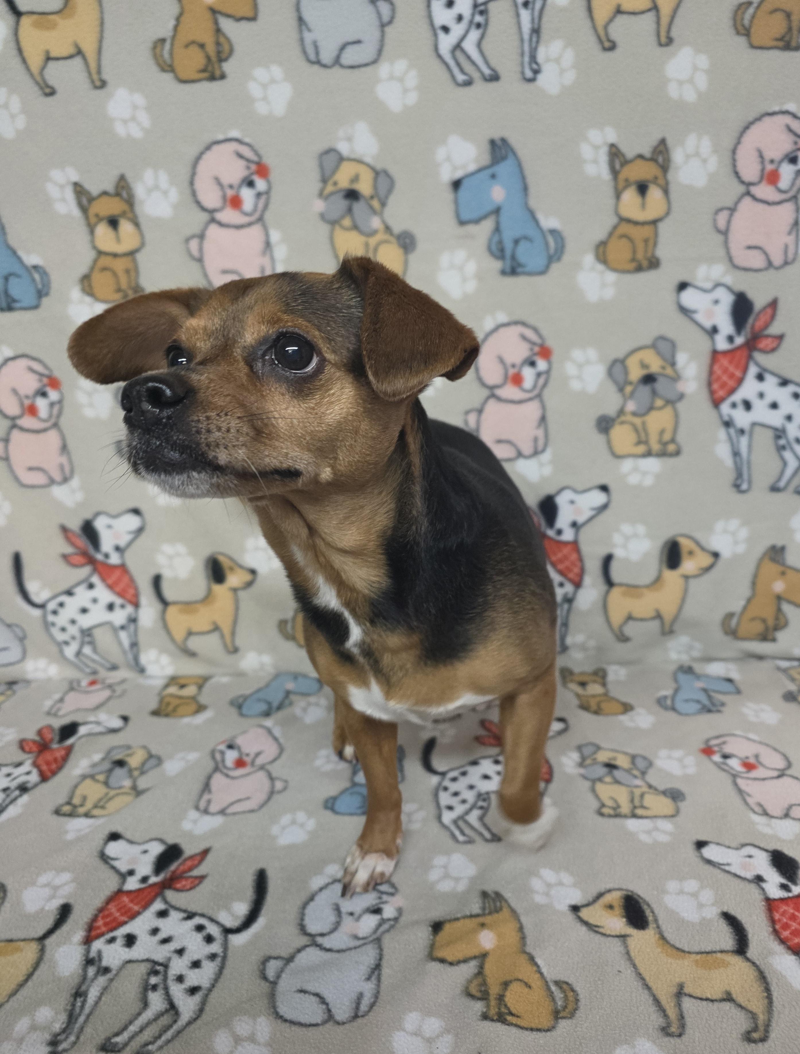 Enlarge Star, a ADOPTABLE mixed breed in Dallas, GA image 3/6