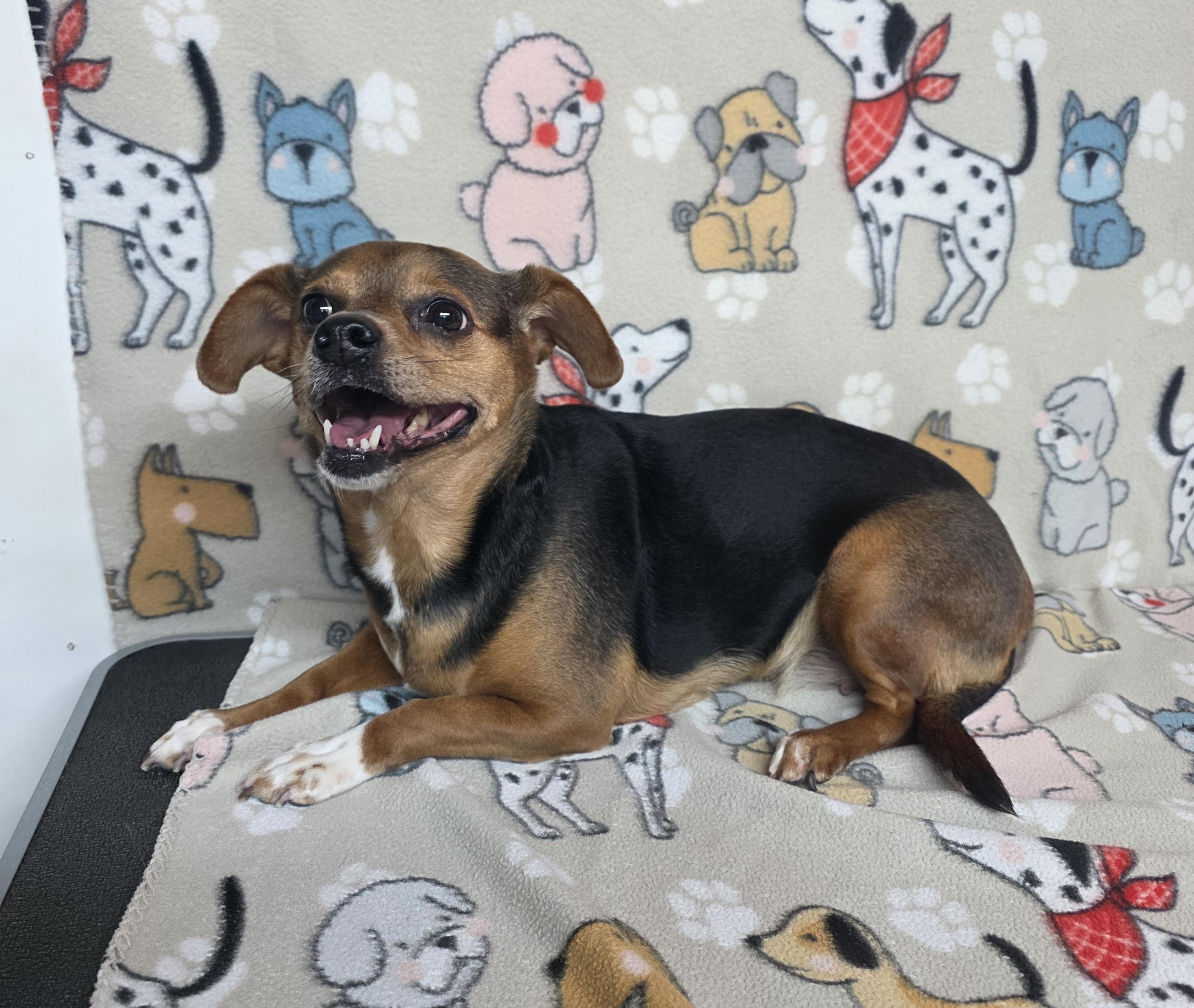 Enlarge Star, a ADOPTABLE mixed breed in Dallas, GA image 2/6