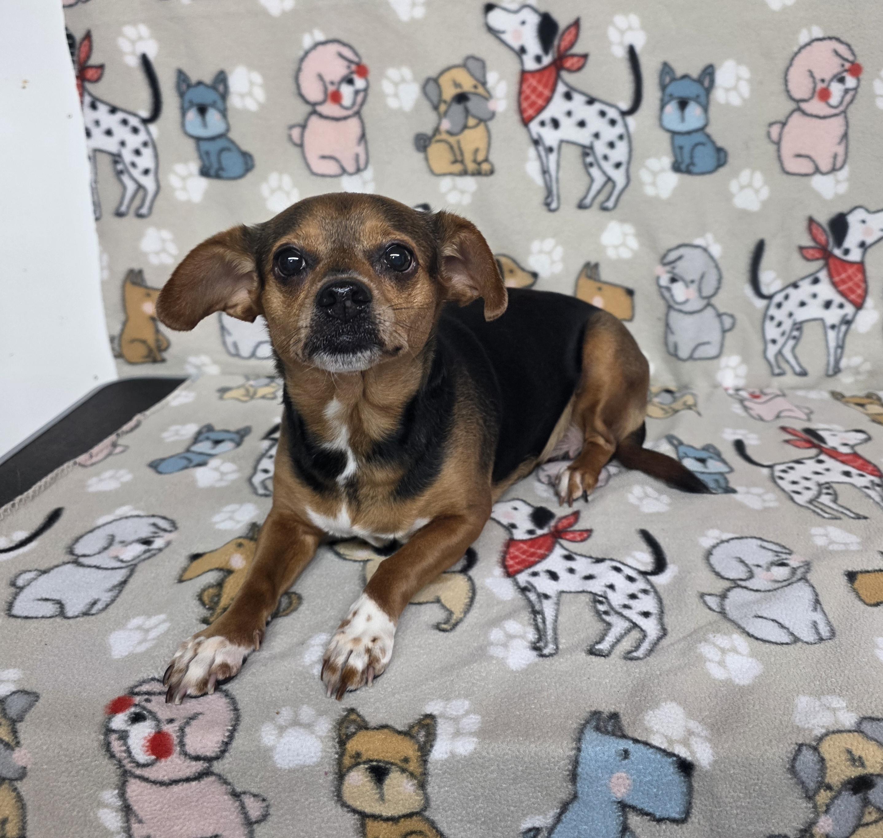Enlarge Star, a ADOPTABLE mixed breed in Dallas, GA image 6/6