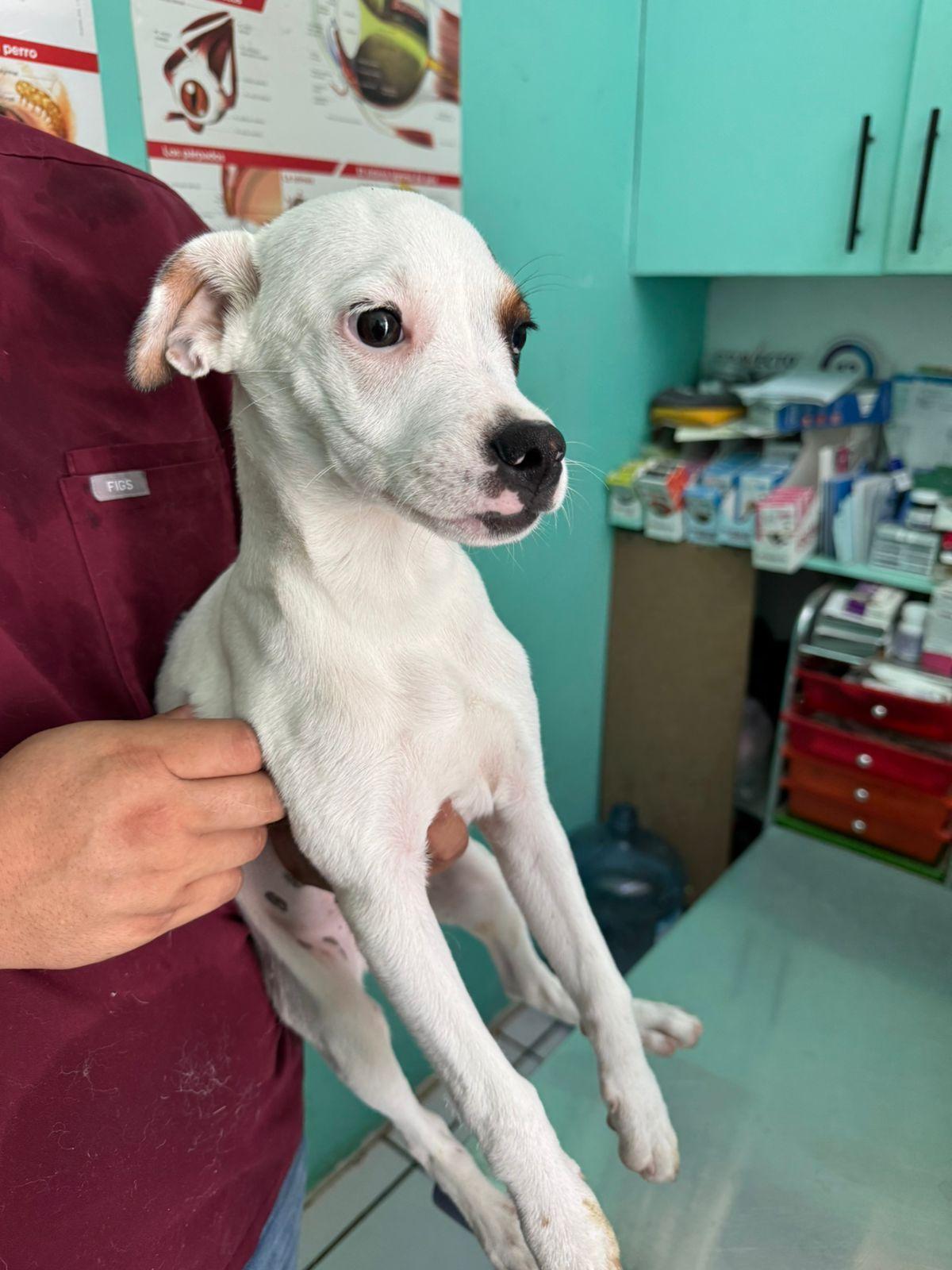 Enlarge Gruber , an adopted Mixed Breed in EL COLORADO, JAL image 2/2