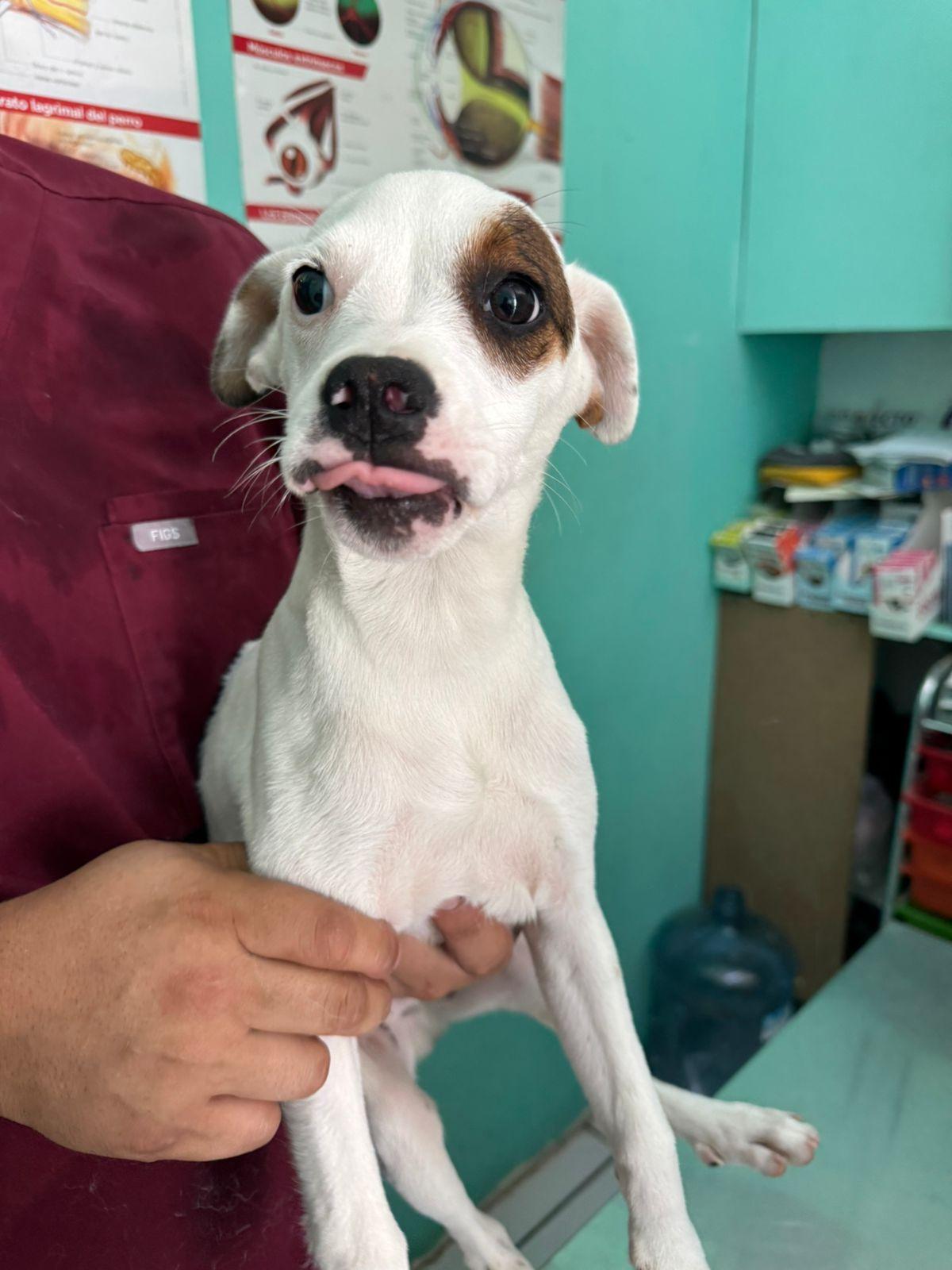 Gruber , adopted, Puppy Male Mixed Breed.