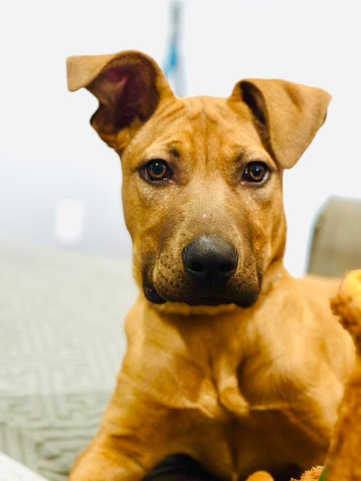 Enlarge Brenda, a ADOPTABLE Mixed Breed in Manhattan, KS image 3/5