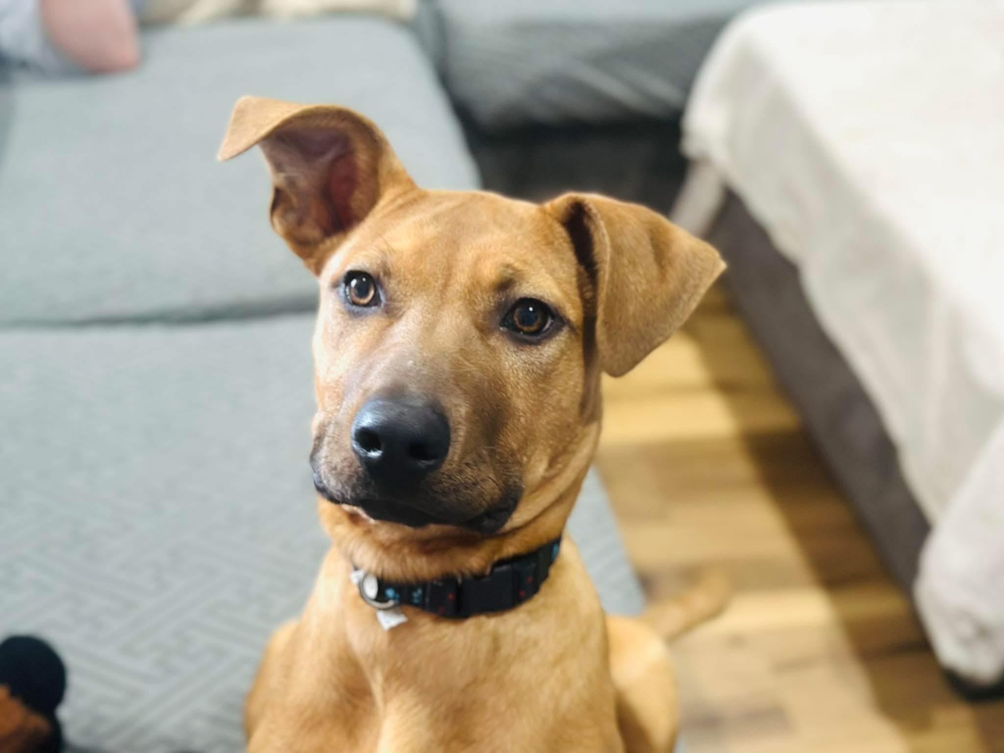 Enlarge Brenda, a ADOPTABLE Mixed Breed in Manhattan, KS image 1/5