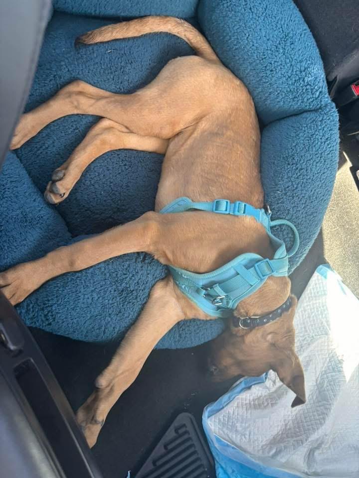 Enlarge Brenda, a ADOPTABLE Mixed Breed in Manhattan, KS image 5/5