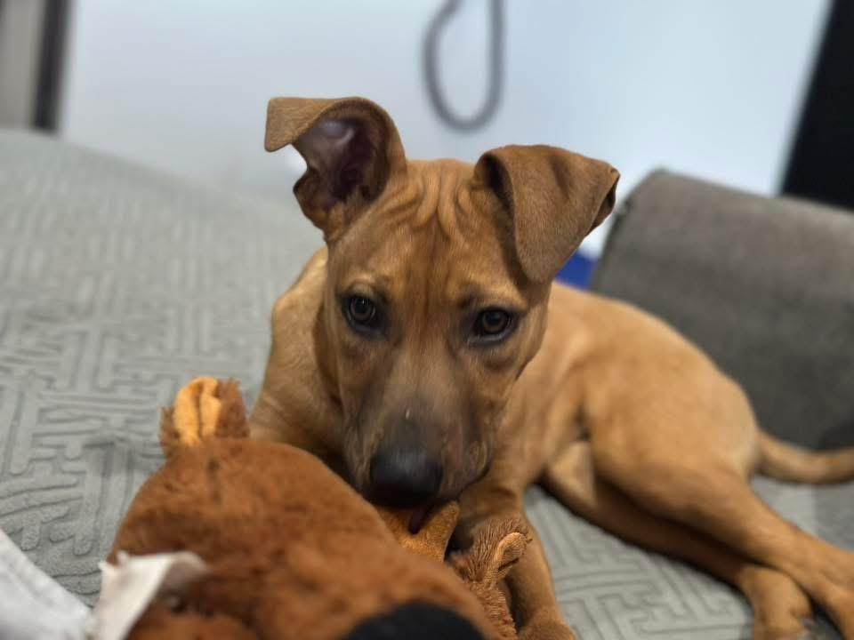 Enlarge Brenda, a ADOPTABLE Mixed Breed in Manhattan, KS image 2/5