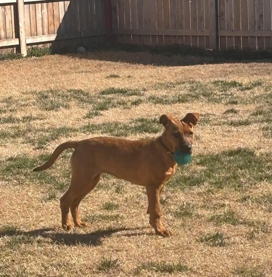 Enlarge Brenda, a ADOPTABLE Mixed Breed in Manhattan, KS image 4/5
