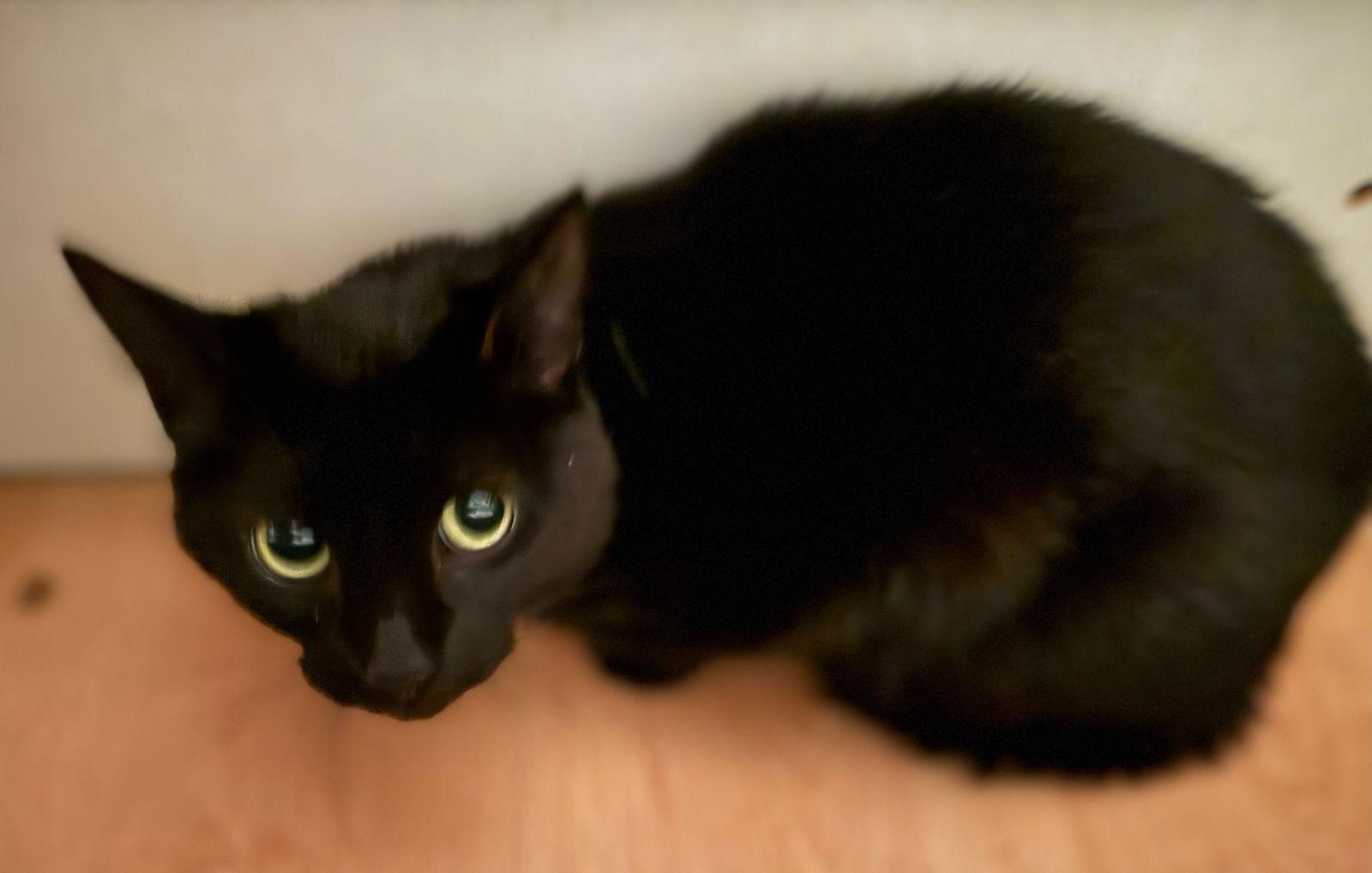 Noiro, Adoptable, Adult Female Domestic Short Hair.