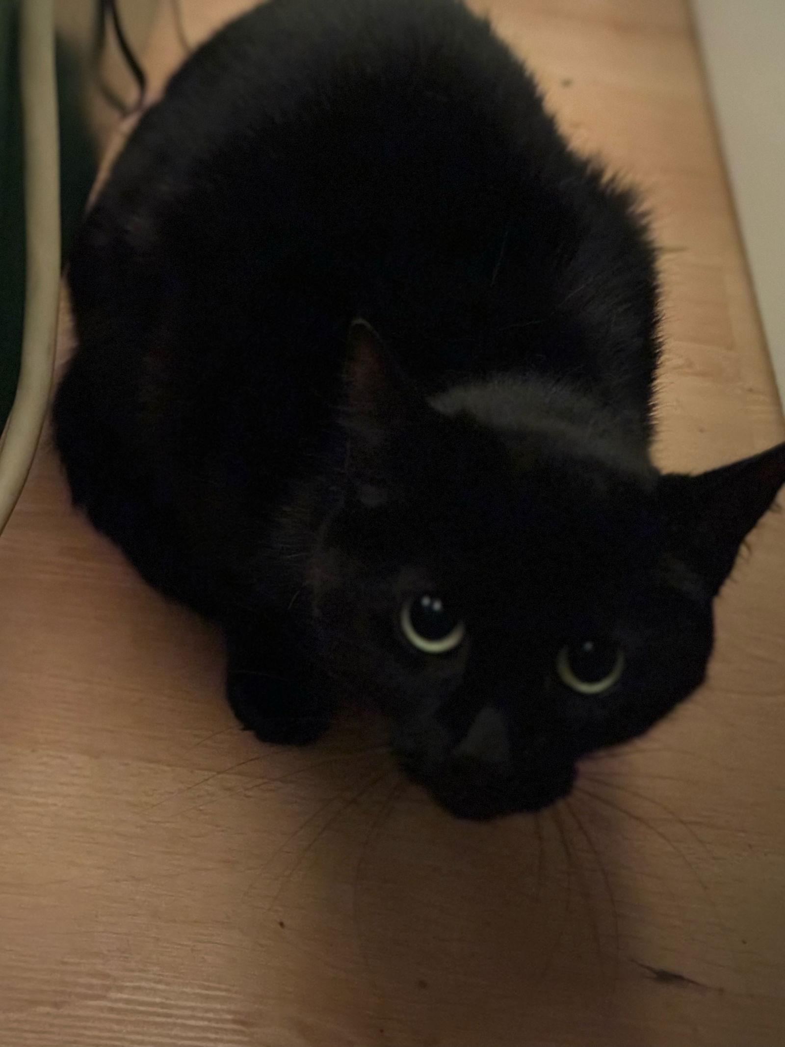 Noiro, a Adoptable Domestic Short Hair in Montreal, QC image 3/3