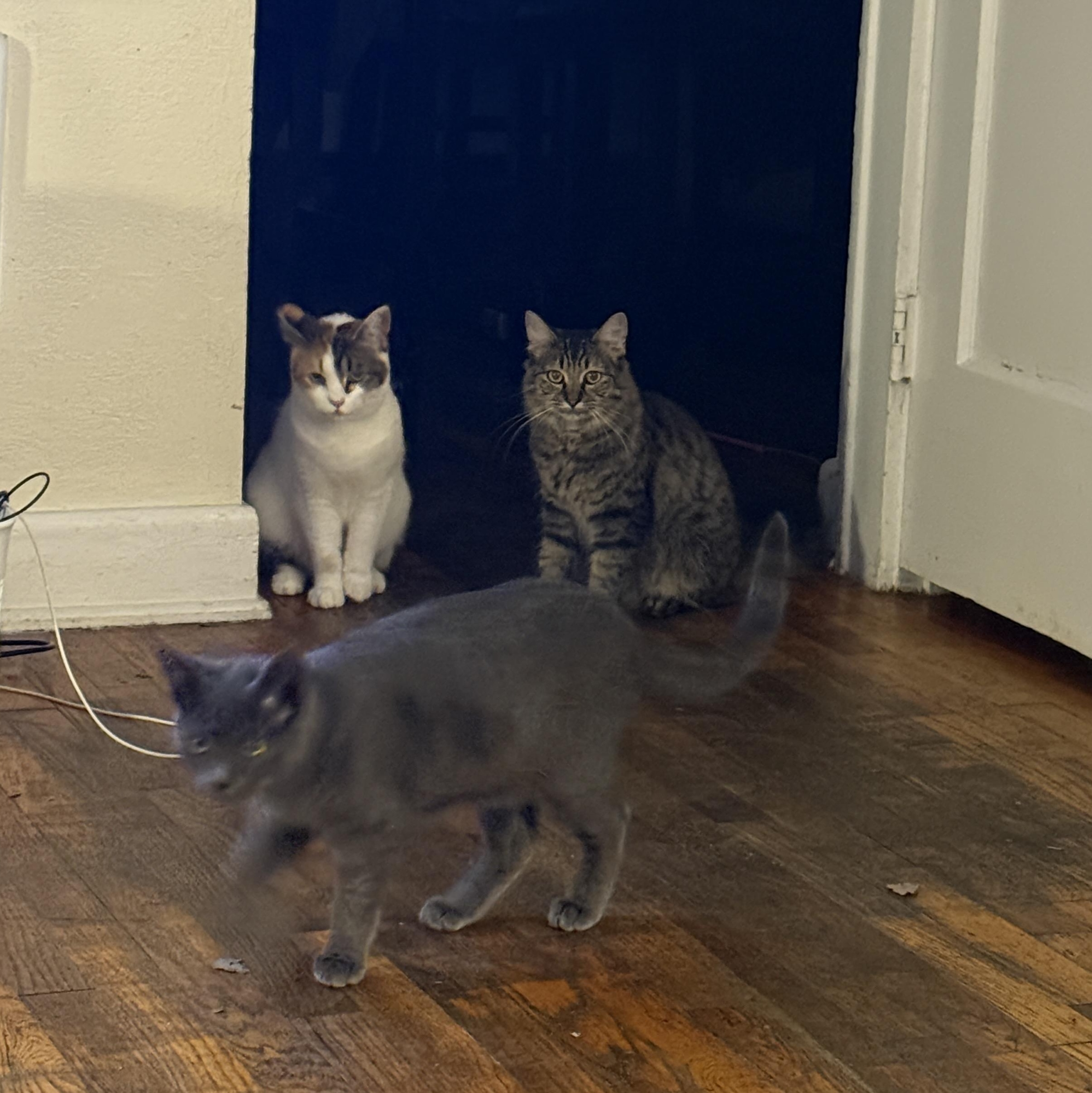 Short Stack, a Adoptable mixed breed in Springfield, OR image 4/6