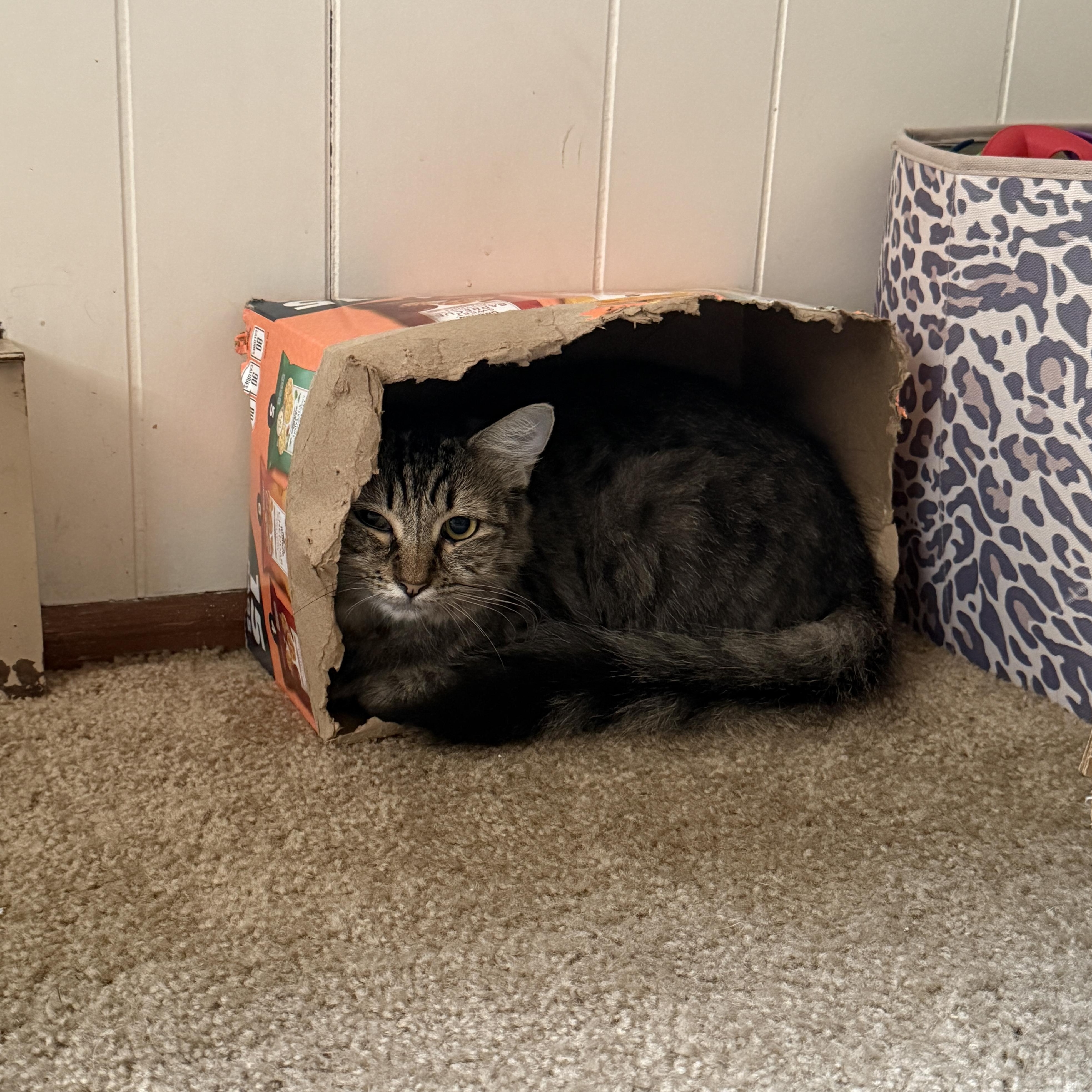 Short Stack, a Adoptable mixed breed in Springfield, OR image 5/6