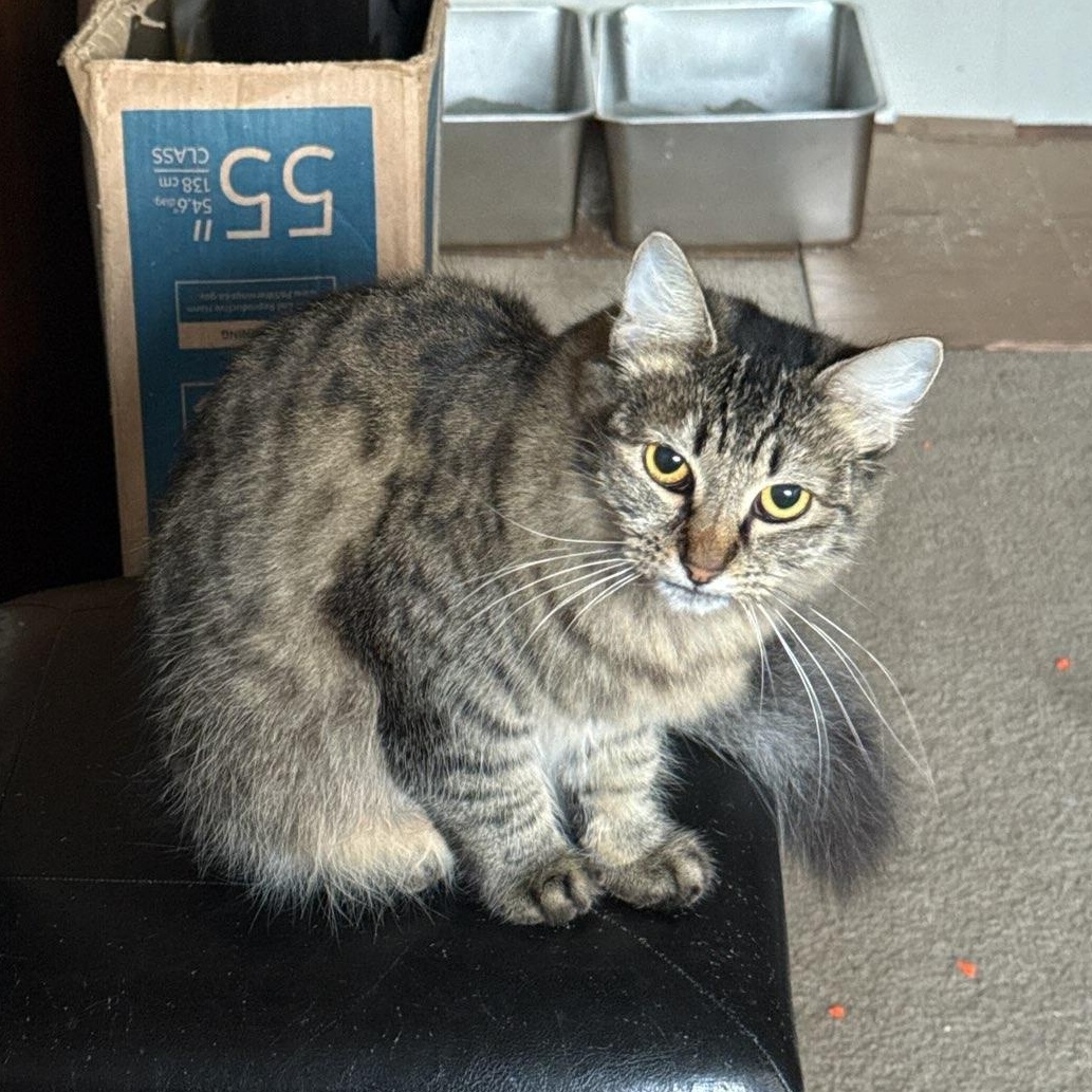 Short Stack, a Adoptable mixed breed in Springfield, OR image 2/6
